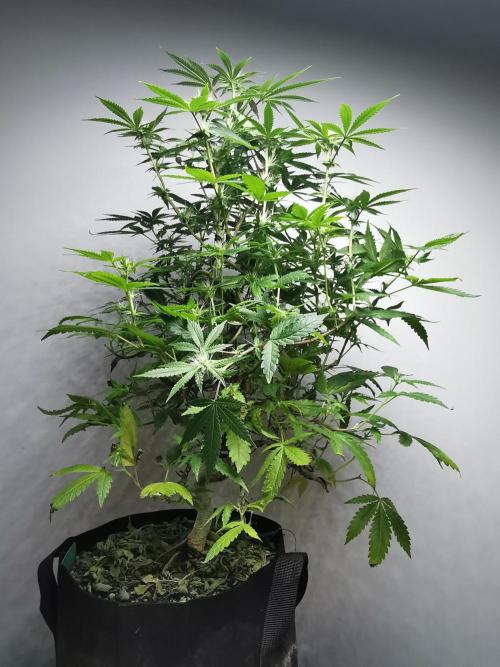 Frappe Late Z  2 / FC-E4800 / 90x60x140. Week 19