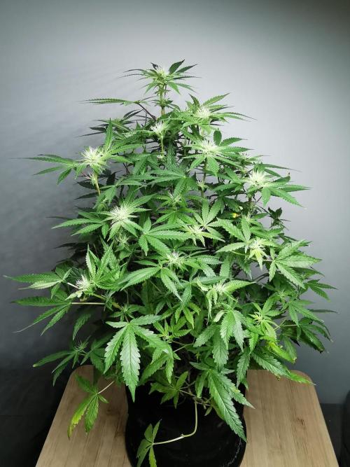Frappe Late Z  2 / FC-E4800 / 90x60x140. Week 19