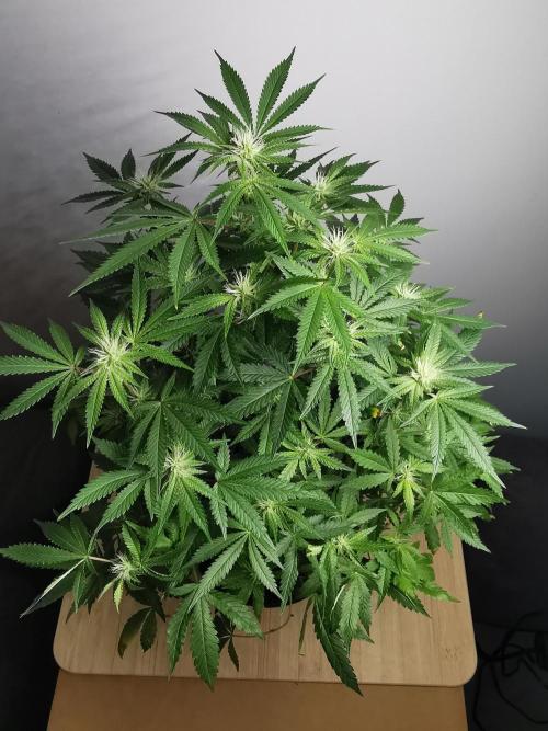 Frappe Late Z  2 / FC-E4800 / 90x60x140. Week 19