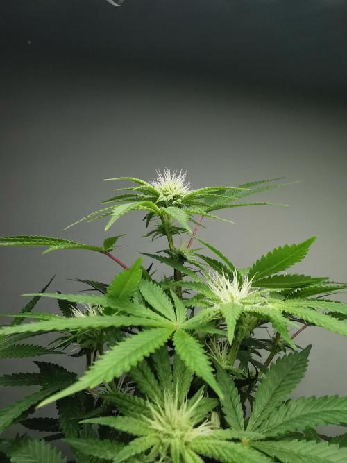 Frappe Late Z  2 / FC-E4800 / 90x60x140. Week 19