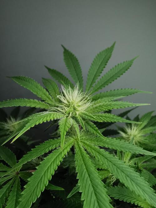 Frappe Late Z  2 / FC-E4800 / 90x60x140. Week 19