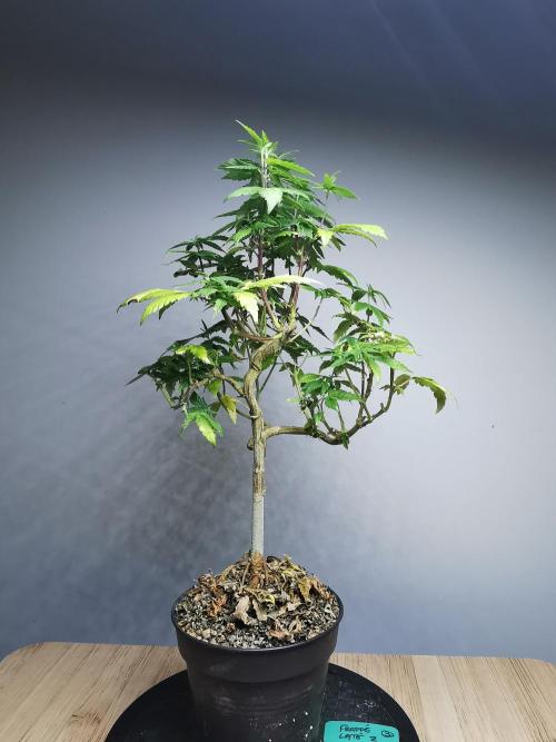 Frappe Late Z  3 / FC-E4800 /90x60x140. Week 19