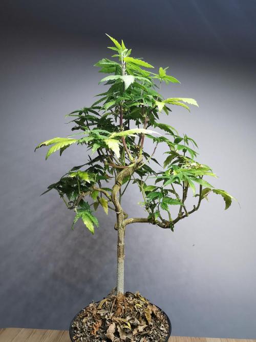 Frappe Late Z  3 / FC-E4800 /90x60x140. Week 19