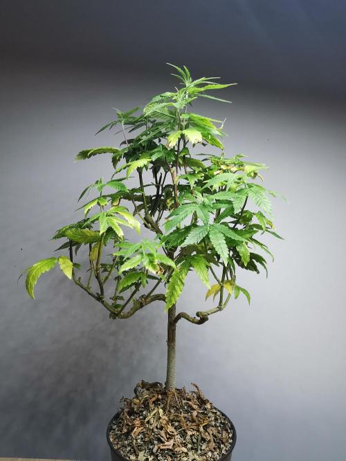 Frappe Late Z  3 / FC-E4800 /90x60x140. Week 19