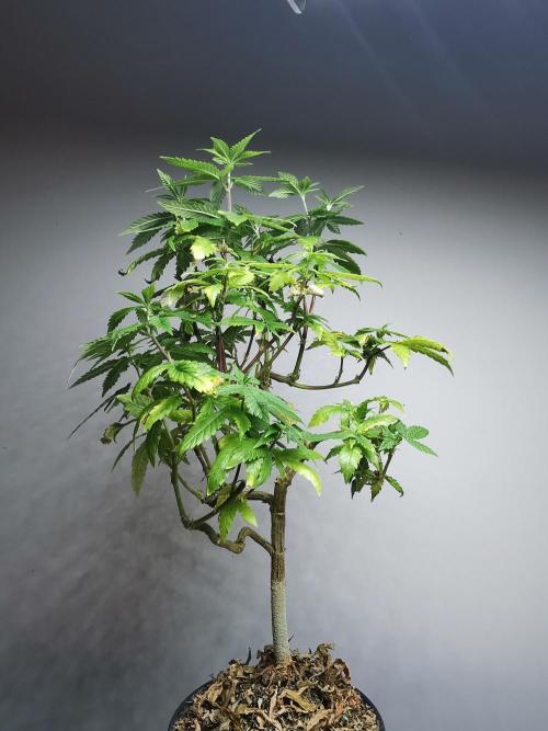 Frappe Late Z  3 / FC-E4800 /90x60x140. Week 19