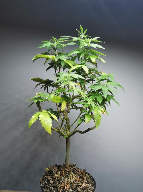Frappe Late Z  3 / FC-E4800 /90x60x140. Week 19