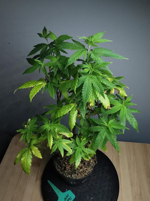 Frappe Late Z  3 / FC-E4800 /90x60x140. Week 19