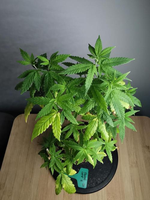 Frappe Late Z  3 / FC-E4800 /90x60x140. Week 19