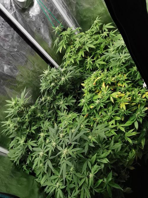 Frappe Late Z  3 / FC-E4800 /90x60x140. Week 19