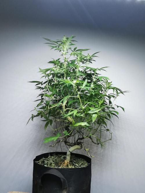 Frappe Late Z  4 / FC-E4800 / 90x60x140. Week 19