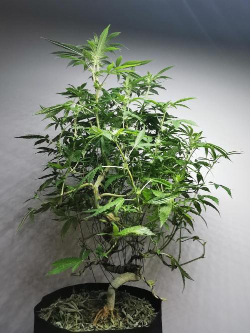 Frappe Late Z  4 / FC-E4800 / 90x60x140. Week 19