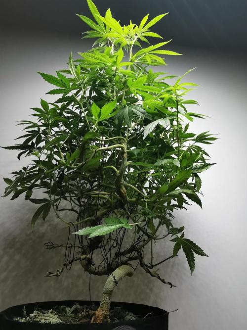 Frappe Late Z  4 / FC-E4800 / 90x60x140. Week 19