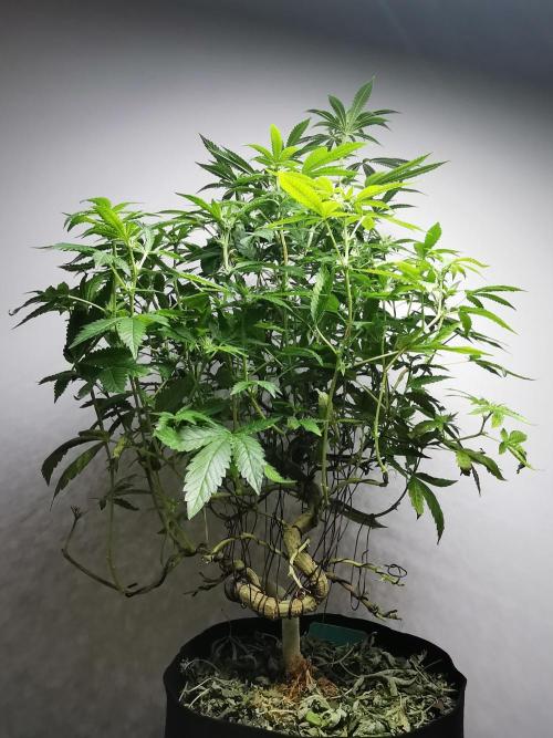 Frappe Late Z  4 / FC-E4800 / 90x60x140. Week 19