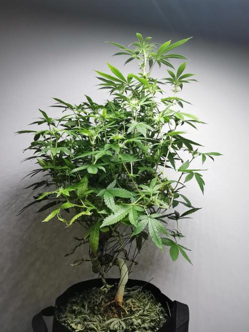 Frappe Late Z  4 / FC-E4800 / 90x60x140. Week 19