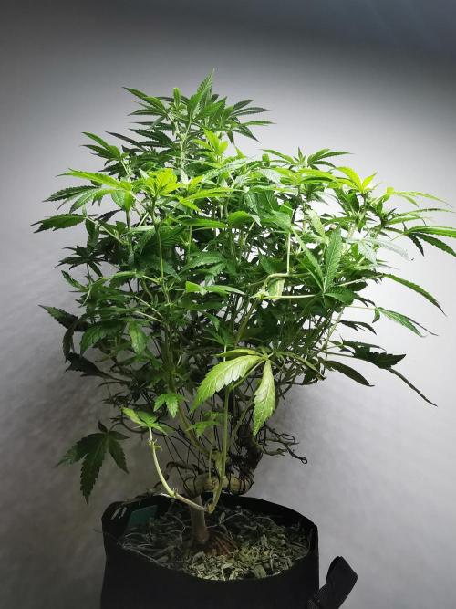 Frappe Late Z  4 / FC-E4800 / 90x60x140. Week 19