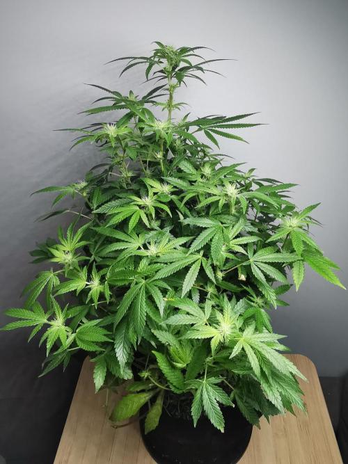 Frappe Late Z  4 / FC-E4800 / 90x60x140. Week 19