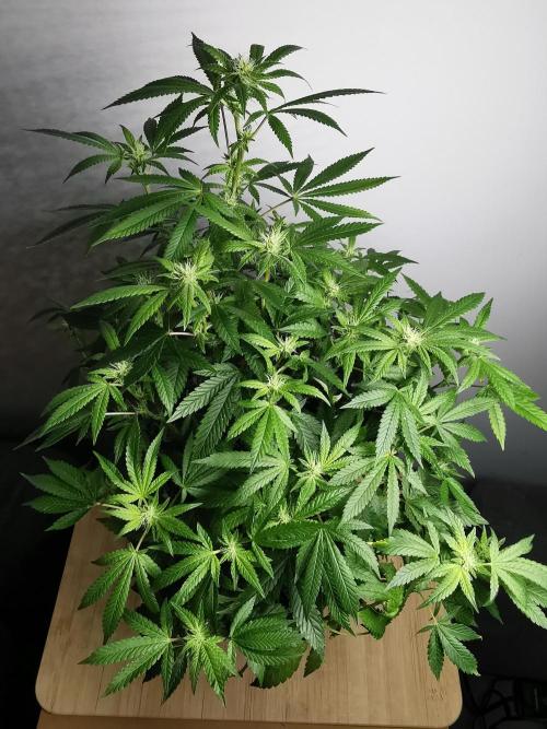 Frappe Late Z  4 / FC-E4800 / 90x60x140. Week 19