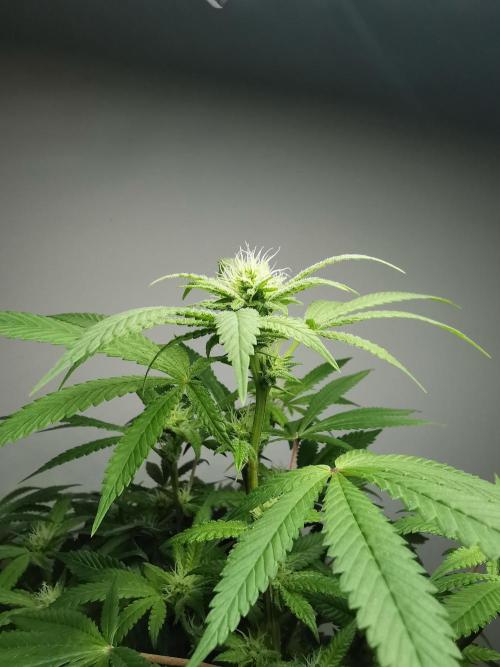 Frappe Late Z  4 / FC-E4800 / 90x60x140. Week 19