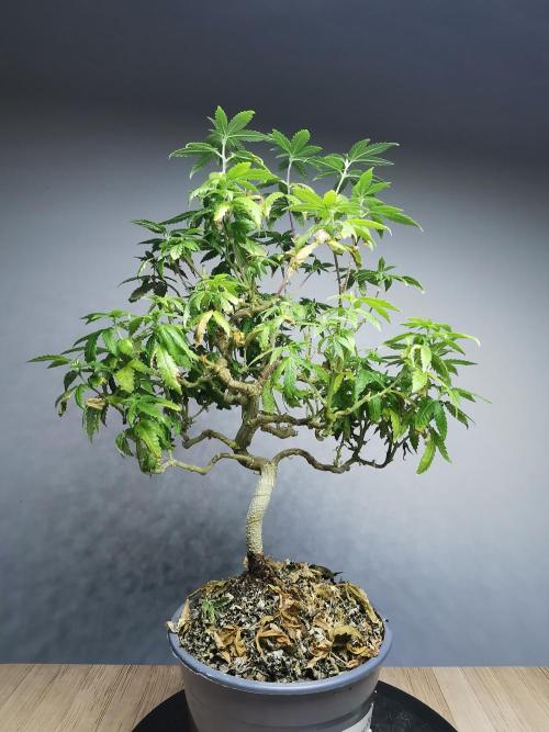 Tropical Spritzer 1 /FC-E4800 /90x60x140. Week 20