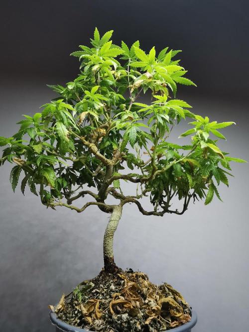Tropical Spritzer 1 /FC-E4800 /90x60x140. Week 20