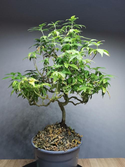 Tropical Spritzer 1 /FC-E4800 /90x60x140. Week 20
