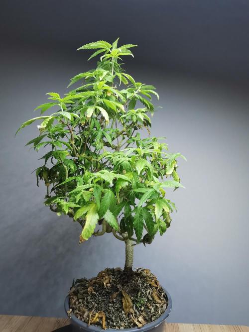 Tropical Spritzer 1 /FC-E4800 /90x60x140. Week 20
