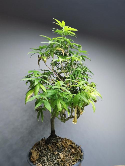 Tropical Spritzer 1 /FC-E4800 /90x60x140. Week 20