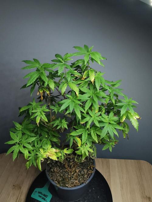 Tropical Spritzer 1 /FC-E4800 /90x60x140. Week 20