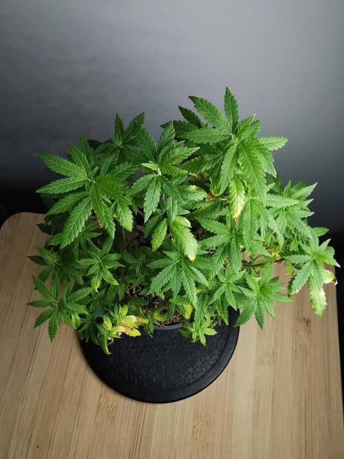 Tropical Spritzer 1 /FC-E4800 /90x60x140. Week 20