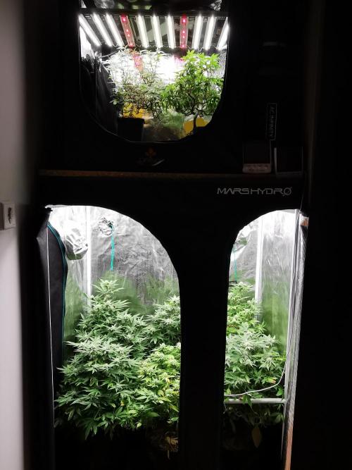 Tropical Spritzer 1 /FC-E4800 /90x60x140. Week 20
