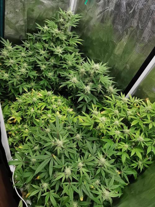 Tropical Spritzer 1 /FC-E4800 /90x60x140. Week 20