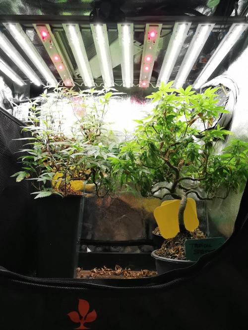 Tropical Spritzer 1 /FC-E4800 /90x60x140. Week 20