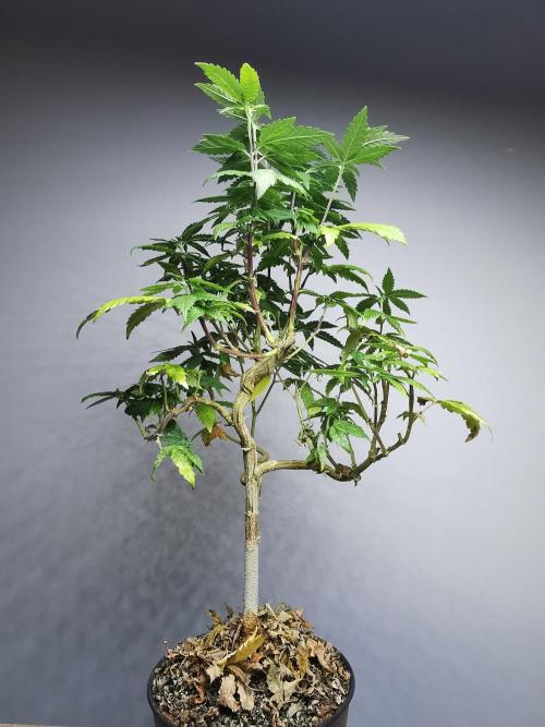 Frappe Late Z  3 / FC-E4800 /90x60x140. Week 20