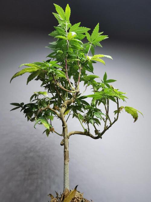 Frappe Late Z  3 / FC-E4800 /90x60x140. Week 20