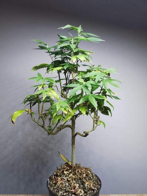 Frappe Late Z  3 / FC-E4800 /90x60x140. Week 20