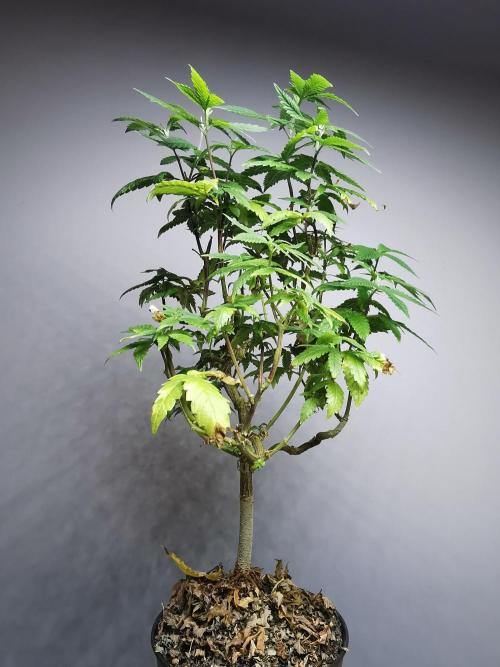 Frappe Late Z  3 / FC-E4800 /90x60x140. Week 20