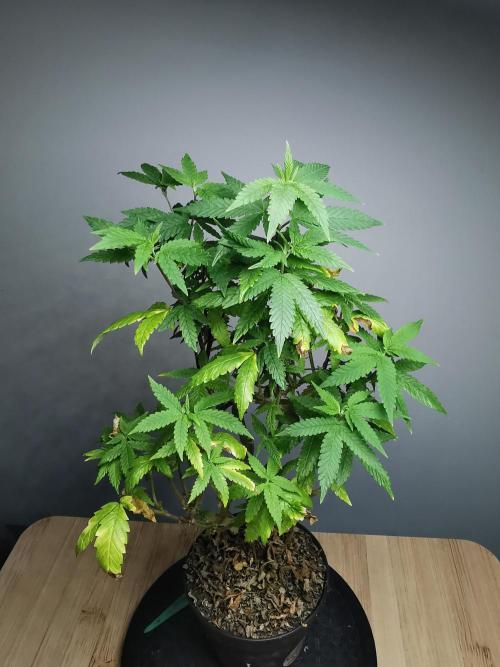 Frappe Late Z  3 / FC-E4800 /90x60x140. Week 20