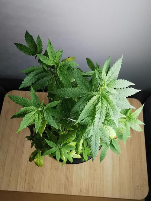 Frappe Late Z  3 / FC-E4800 /90x60x140. Week 20