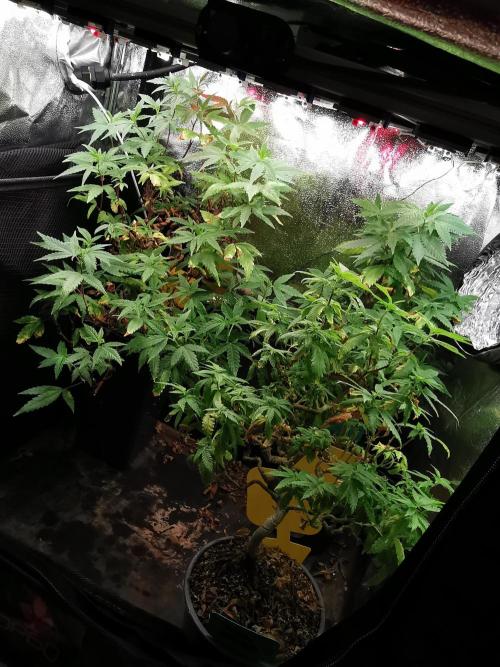 Frappe Late Z  3 / FC-E4800 /90x60x140. Week 20