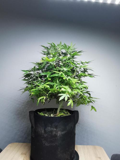 Frappe Late Z  1 / FC-E4800 / 90x60x140. Week 20
