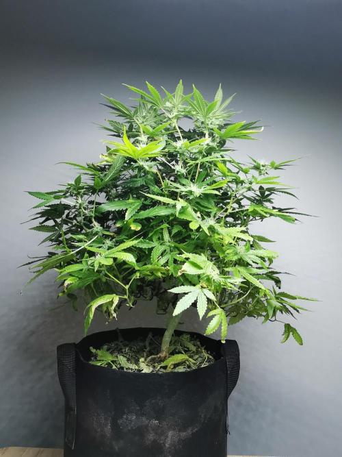 Frappe Late Z  1 / FC-E4800 / 90x60x140. Week 20