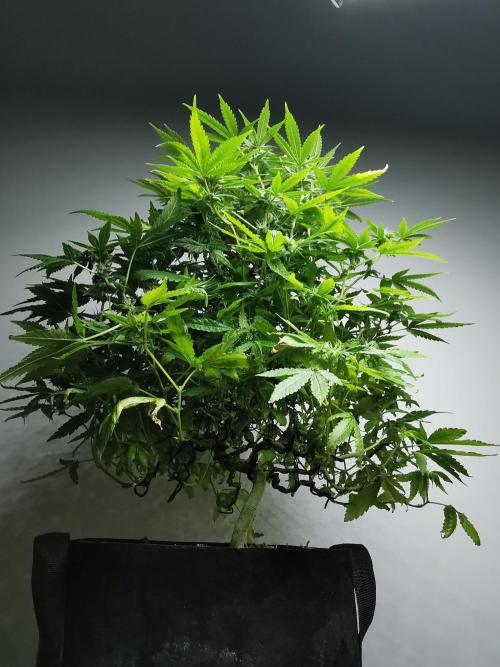 Frappe Late Z  1 / FC-E4800 / 90x60x140. Week 20