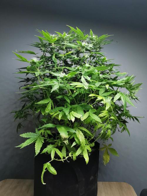 Frappe Late Z  1 / FC-E4800 / 90x60x140. Week 20