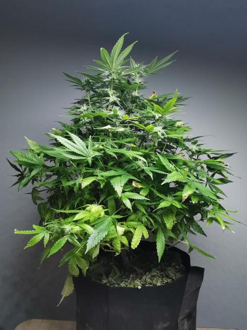 Frappe Late Z  1 / FC-E4800 / 90x60x140. Week 20