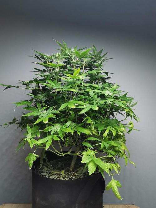 Frappe Late Z  1 / FC-E4800 / 90x60x140. Week 20