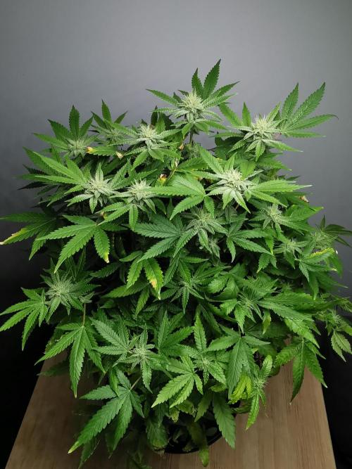 Frappe Late Z  1 / FC-E4800 / 90x60x140. Week 20