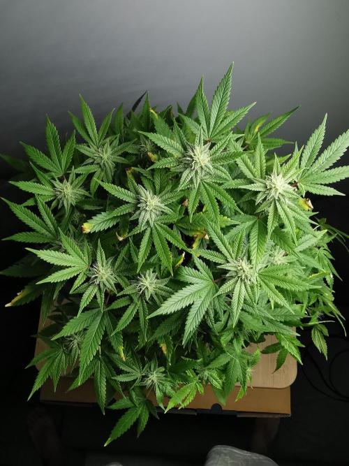 Frappe Late Z  1 / FC-E4800 / 90x60x140. Week 20