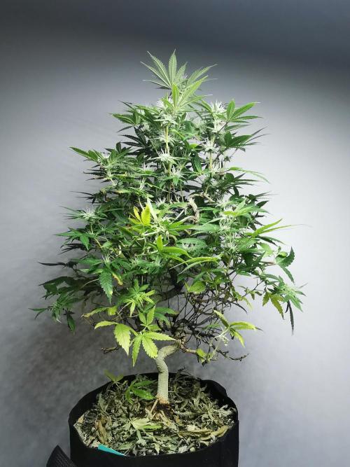 Frappe Late Z  2 / FC-E4800 / 90x60x140. Week 20
