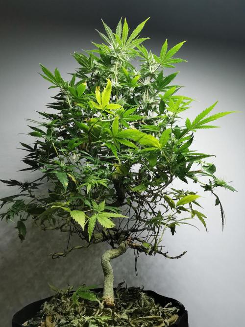 Frappe Late Z  2 / FC-E4800 / 90x60x140. Week 20