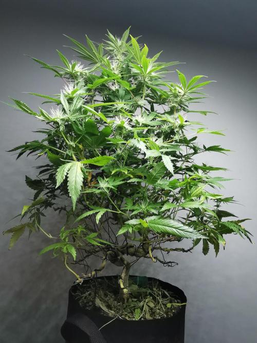 Frappe Late Z  2 / FC-E4800 / 90x60x140. Week 20